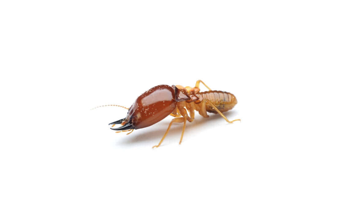 Close Up Termite White Background Wallpaper