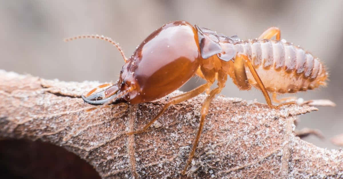 Close Up Termiteon Wood Wallpaper