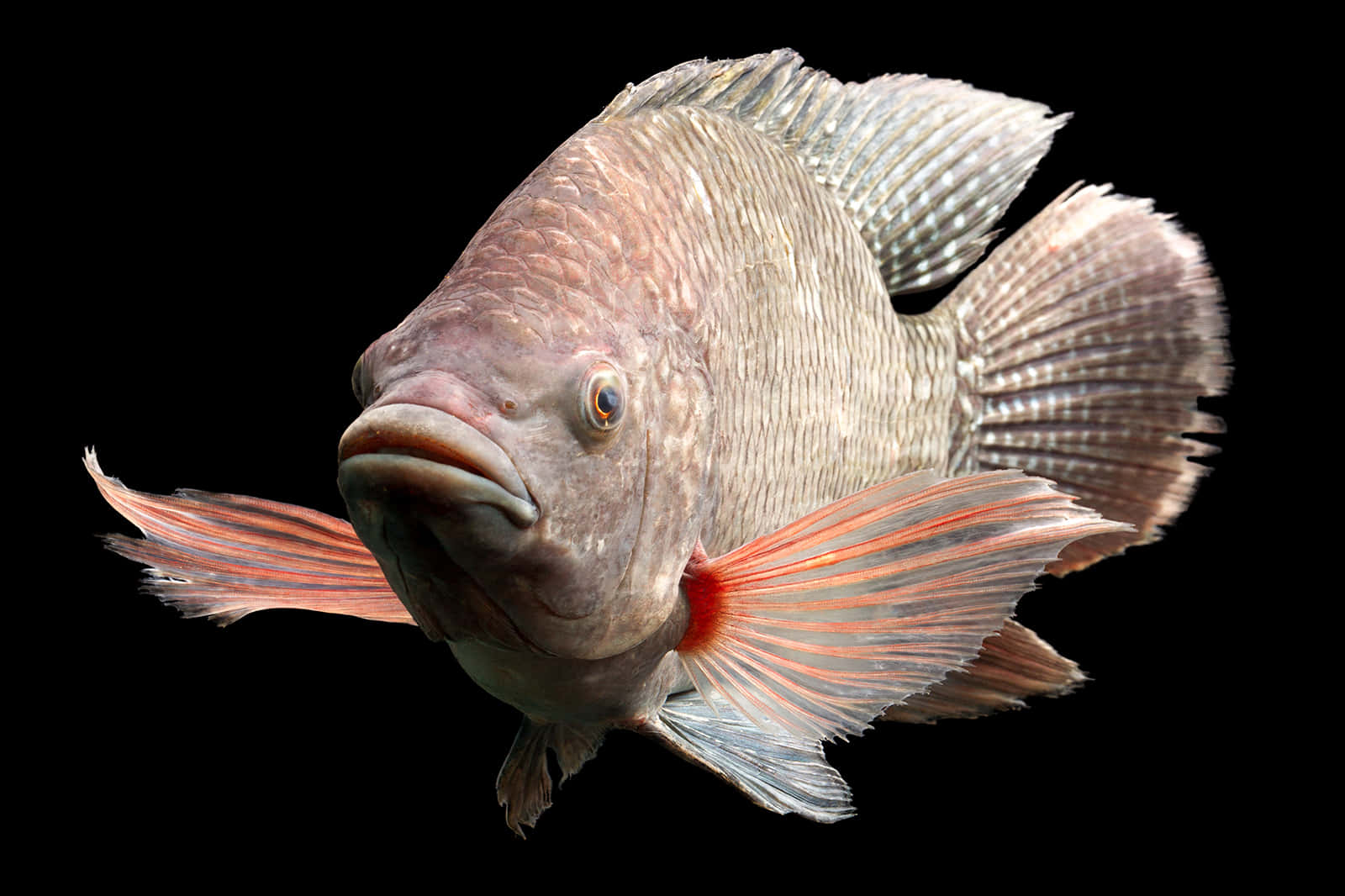 Close Up Tilapia Fish Black Background Wallpaper