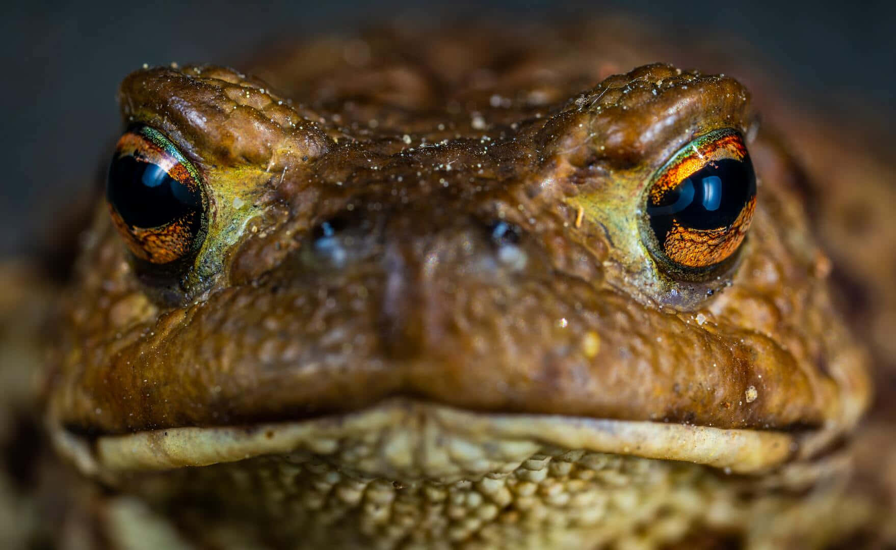 Close Up True Toad Eyes Wallpaper