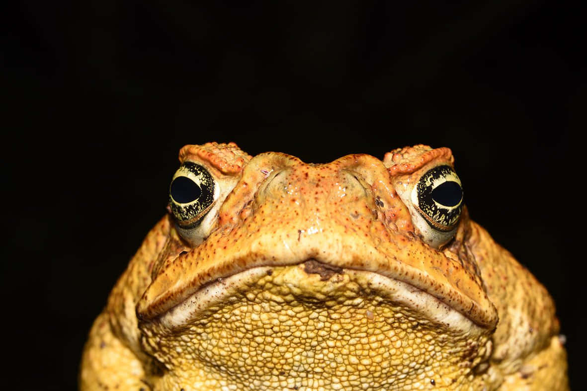 Close Up True Toad Portrait Wallpaper