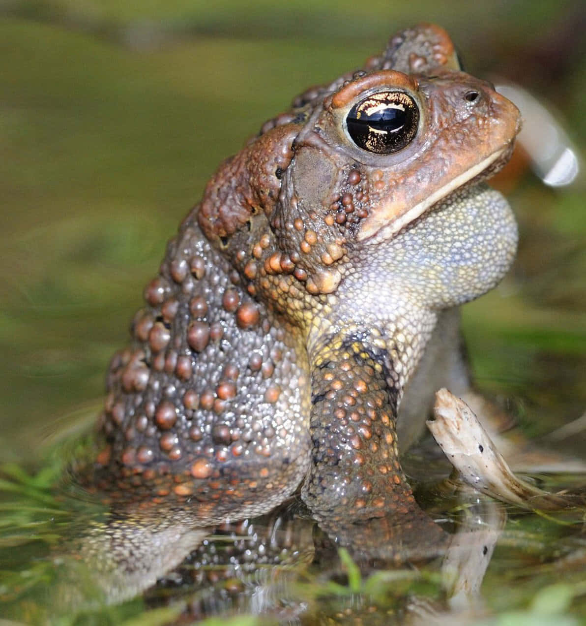 Close Up True Toad Water Reflection Wallpaper