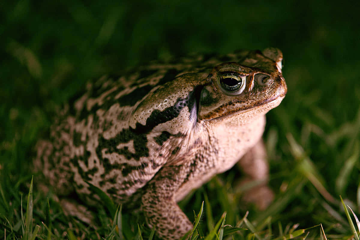 Close Up True Toadin Grass Wallpaper