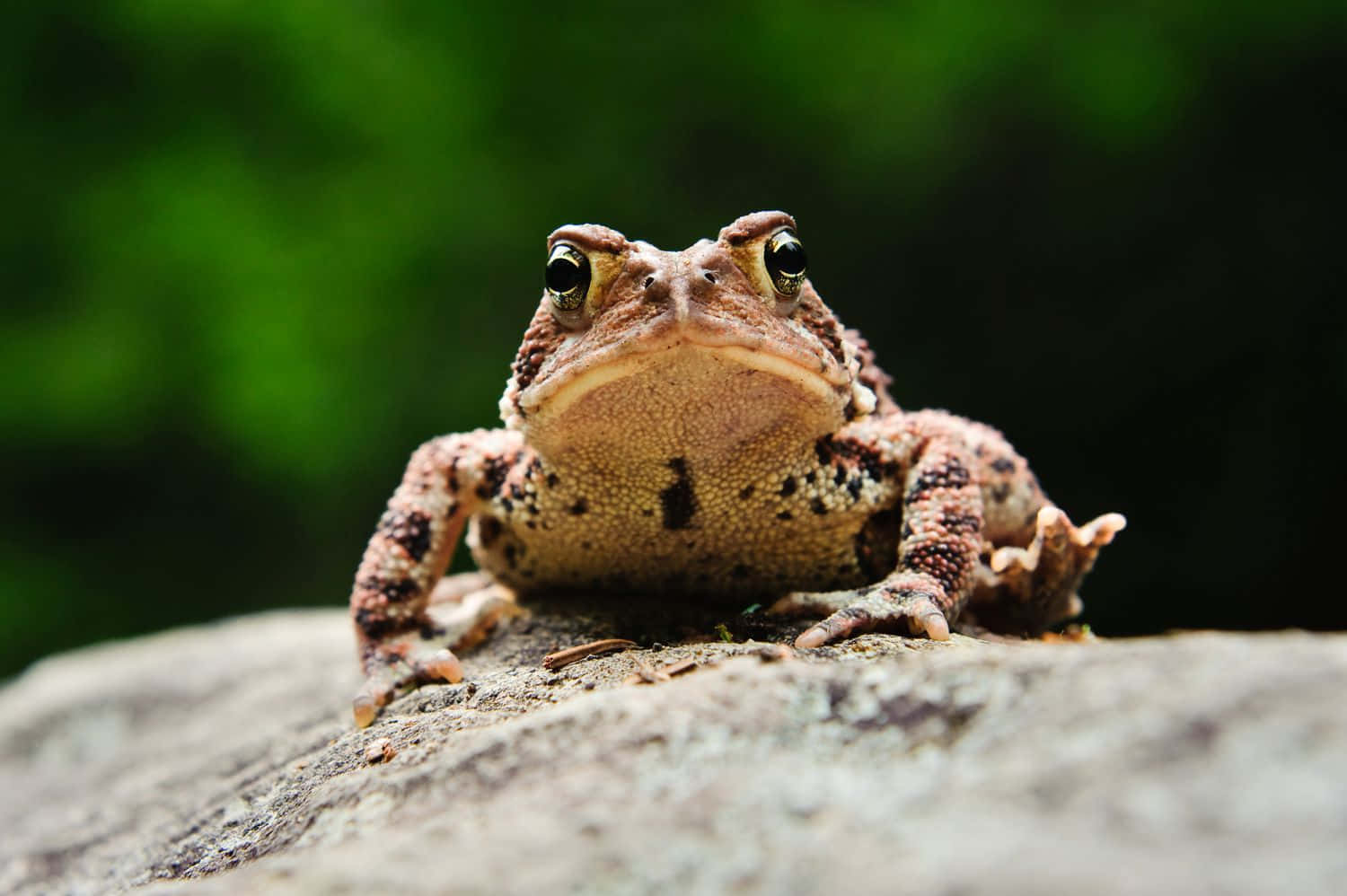 Close Up True Toadon Rock Wallpaper