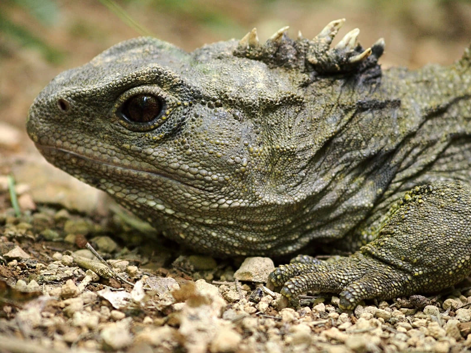 Close Up Tuatara Reptile Wallpaper