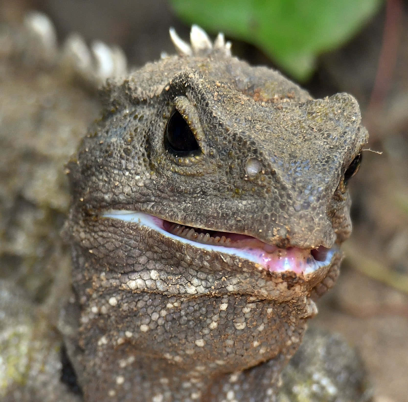 Close Up Tuatara Reptile Wallpaper