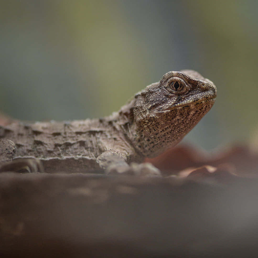 Close Up Tuatara Reptile Wallpaper