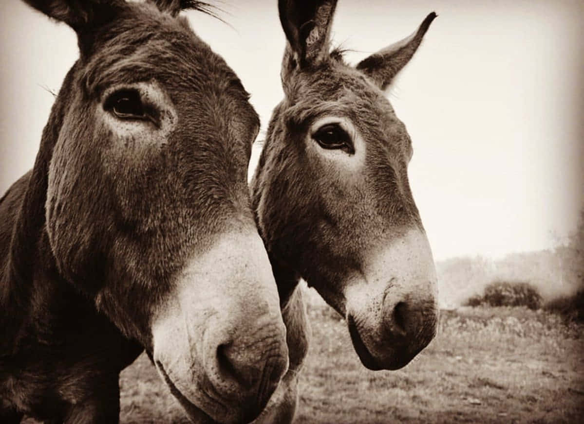 Close Up Two Donkeys Sepia Tone Wallpaper