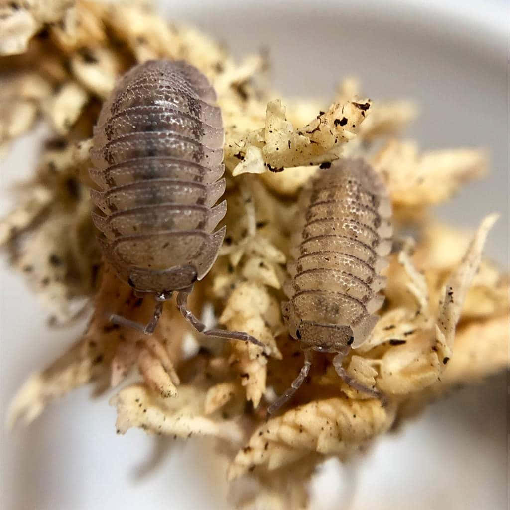 Close Up Two Isopods On Substrate.jpg Wallpaper