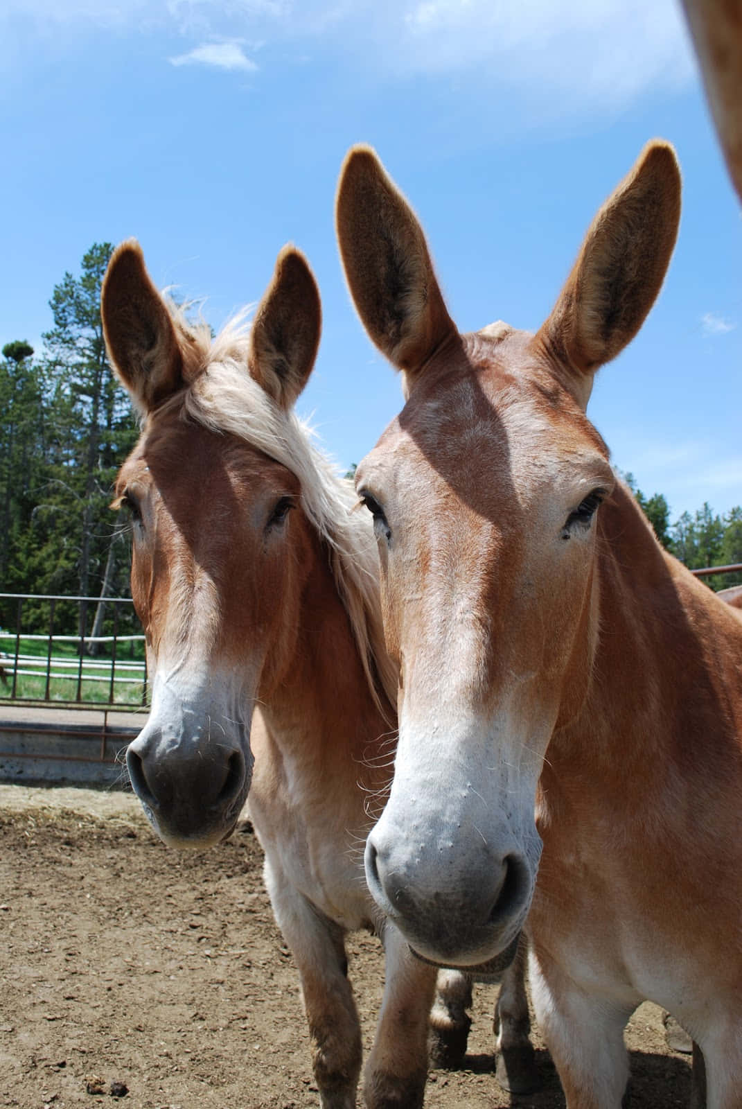 Close Up Two Mules Outdoors Wallpaper