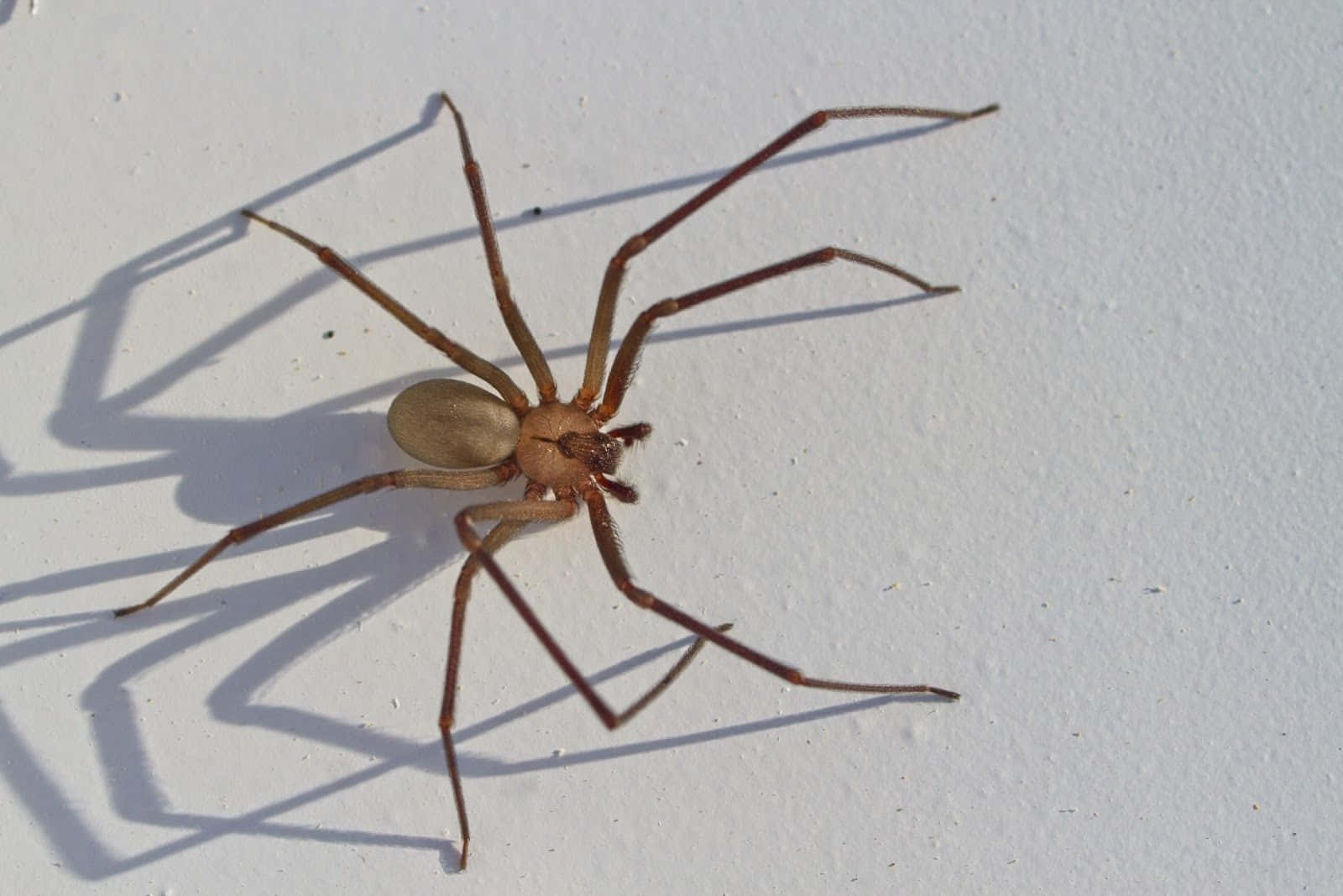 Close-up View Of A Brown Recluse Spider Wallpaper