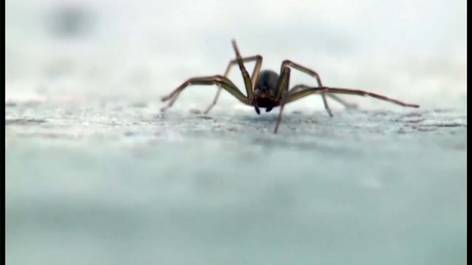 Close-up View Of A Brown Recluse Spider Wallpaper