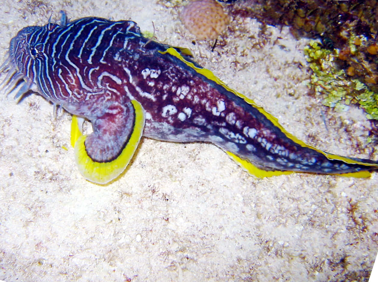 Close-up View Of A Toadfish In Its Natural Habitat Wallpaper