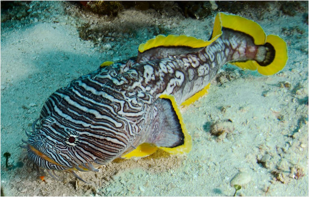 Close-up View Of A Vibrant Toadfish In Natural Habitat Wallpaper