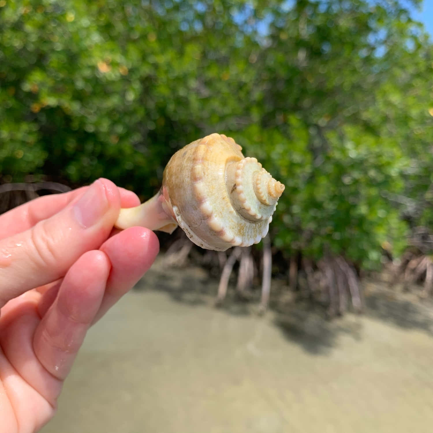 Close-up View Of An Intricate Whelk Shell Wallpaper