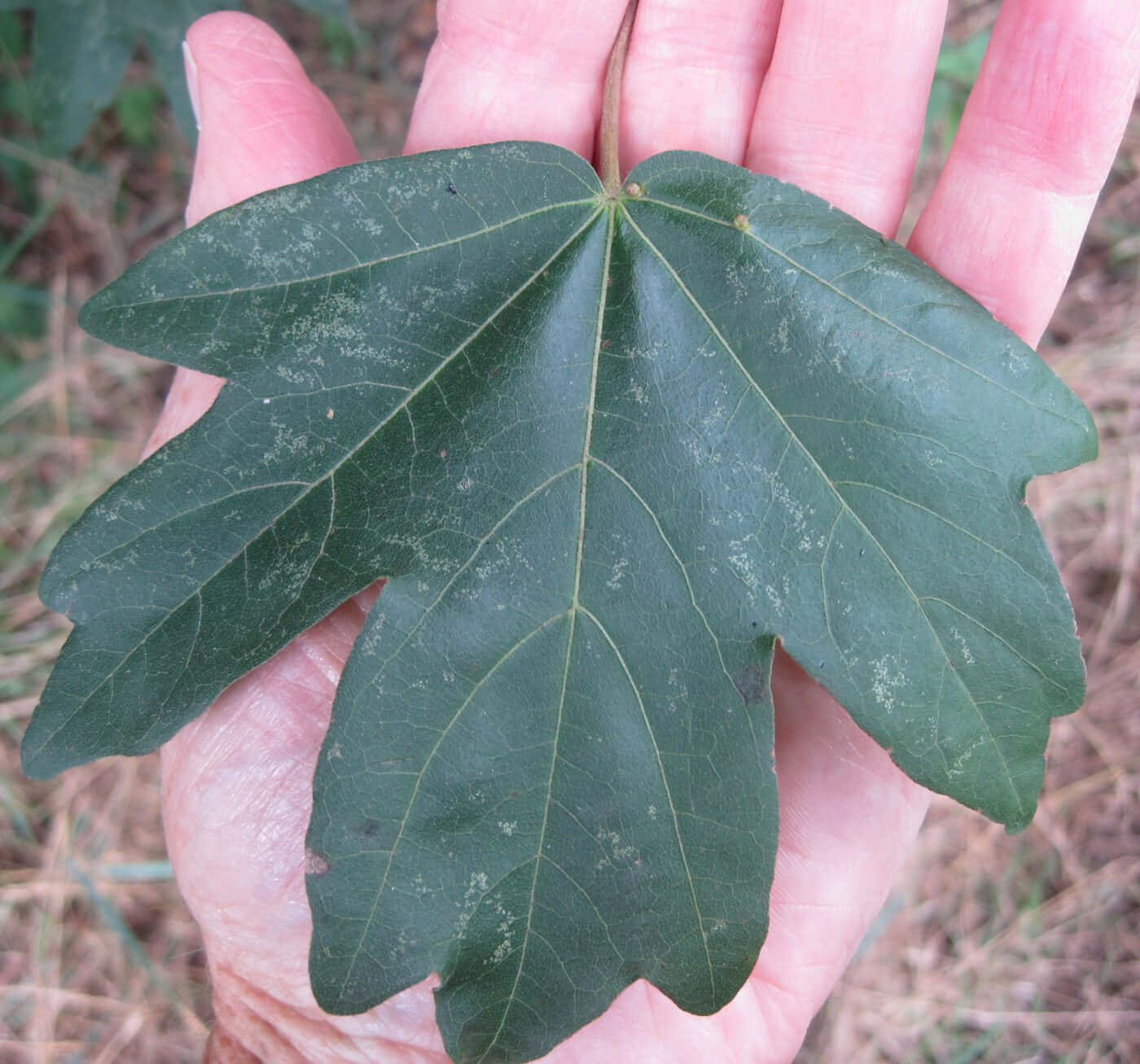 Close-up View Of Green Leaf With Dew Drops Wallpaper