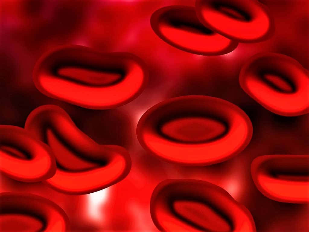 Close-up View Of Red Blood Cells In Circulation Wallpaper