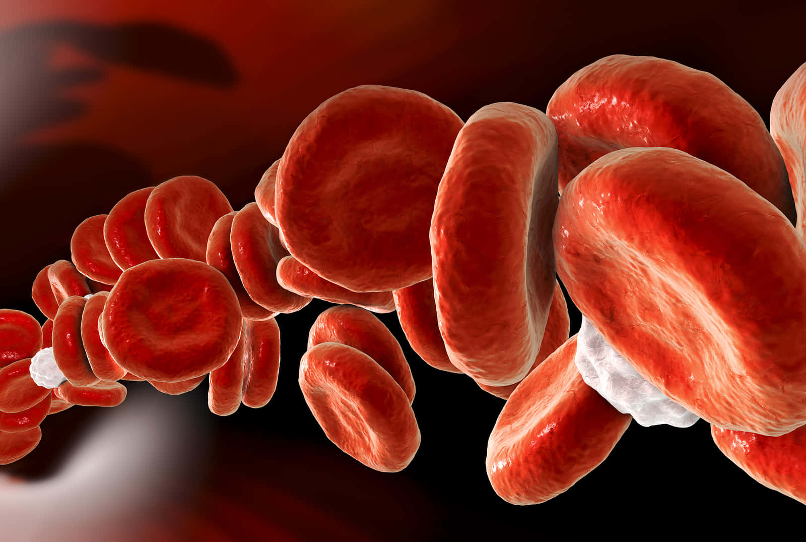 Close-up View Of Red Blood Cells In The Human Body Wallpaper