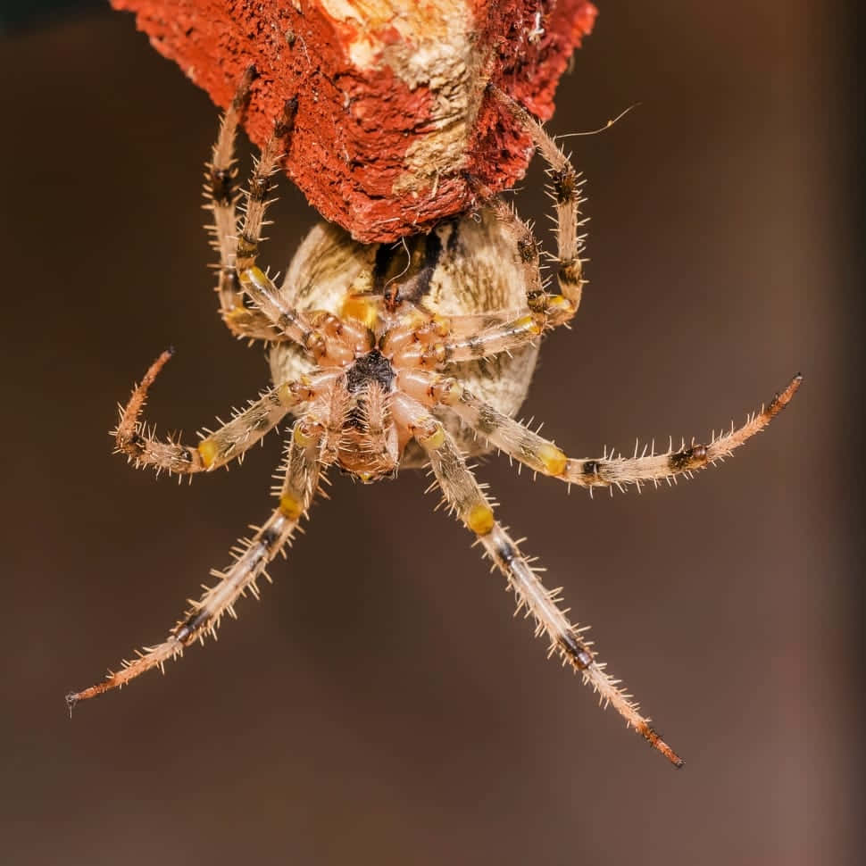 Close-up View Of The Venomous Brown Recluse Spider Wallpaper