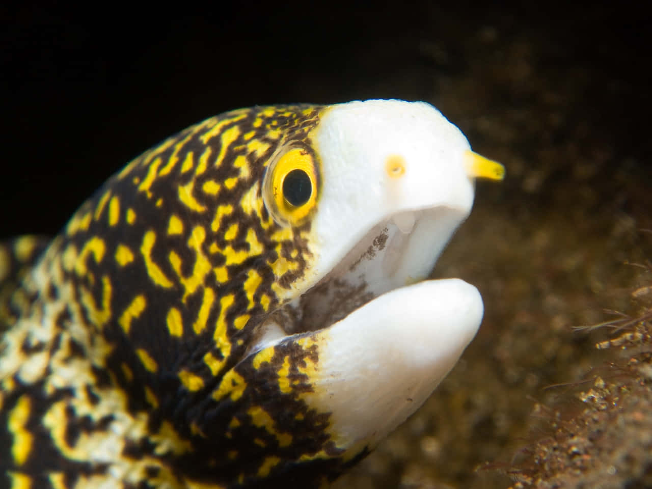 Close Up Viper Moray Eel Wallpaper