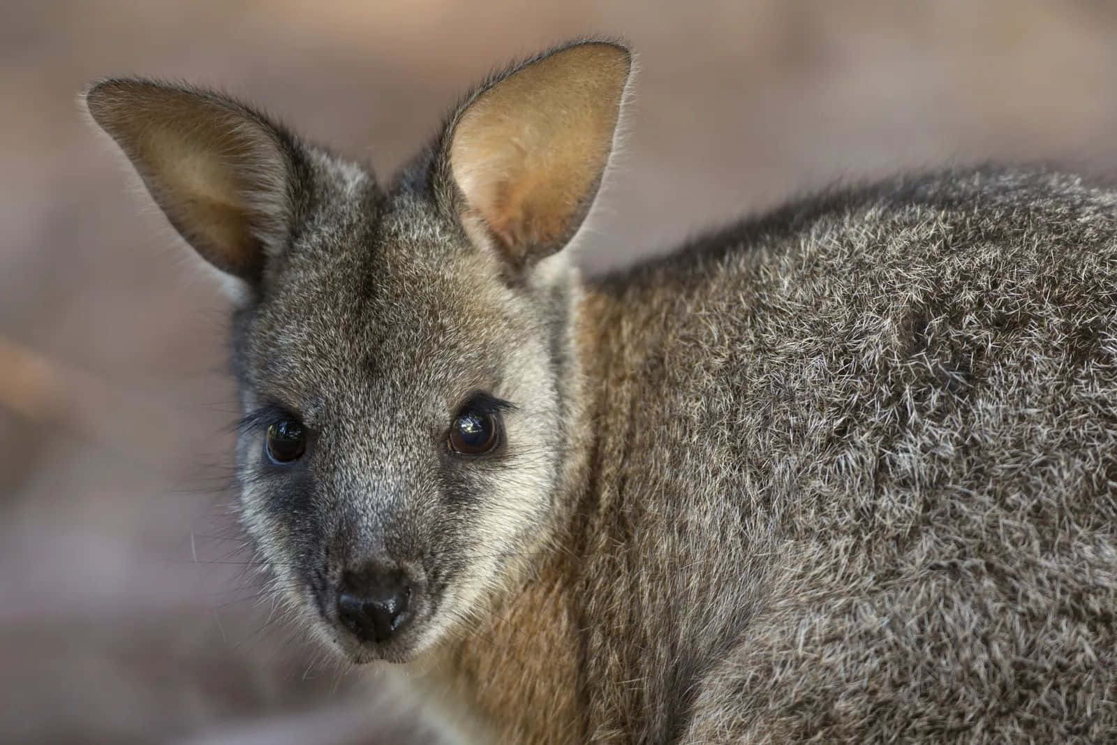 Close Up Wallaby Portrait Wallpaper