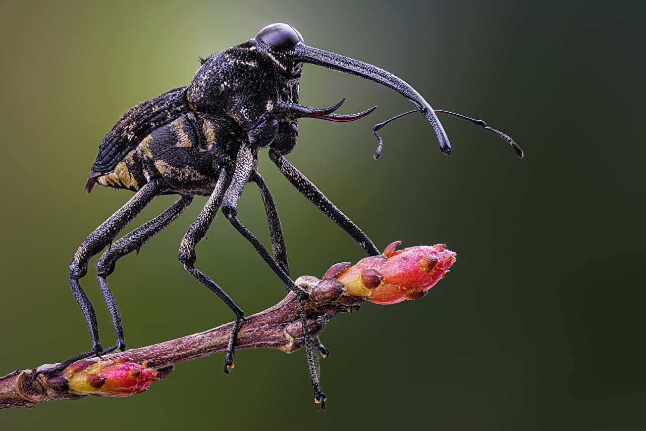 Close Up Weevilon Branch Wallpaper