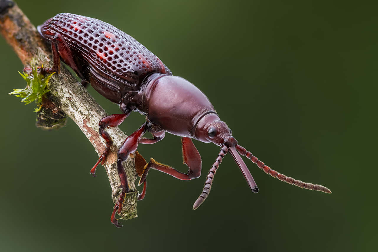 Close Up Weevilon Branch Wallpaper