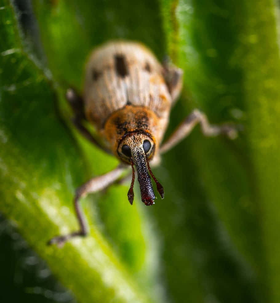 Close Up Weevilon Leaf Wallpaper