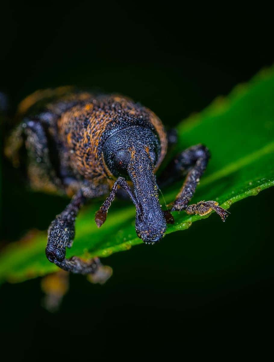 Close Up Weevilon Leaf Wallpaper