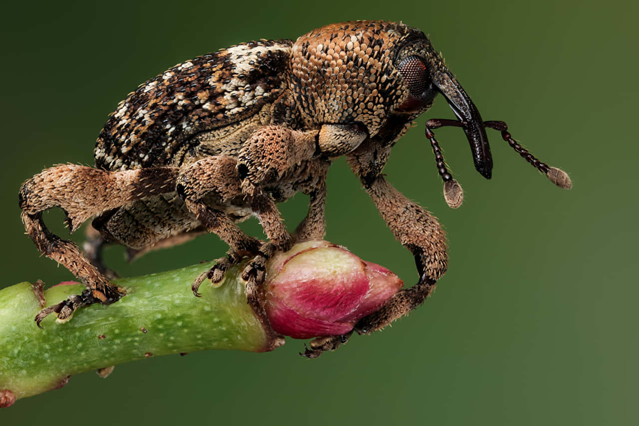 Close Up Weevilon Plant Bud Wallpaper