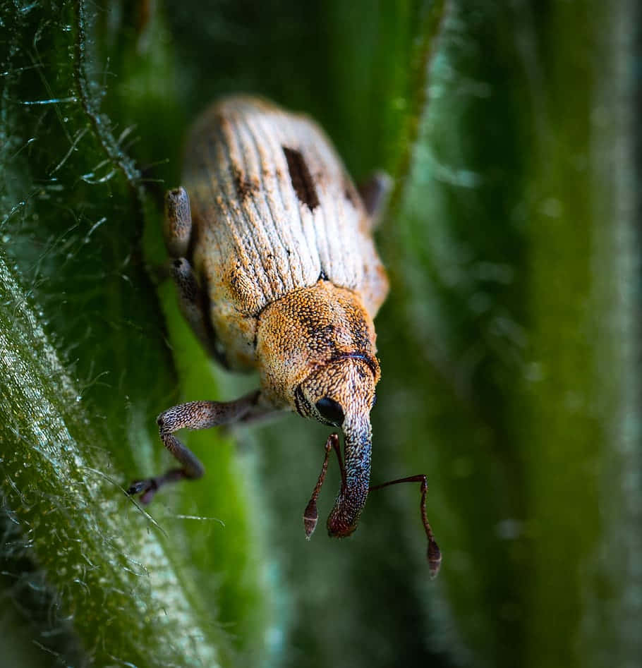 Close Up Weevilon Plant Wallpaper