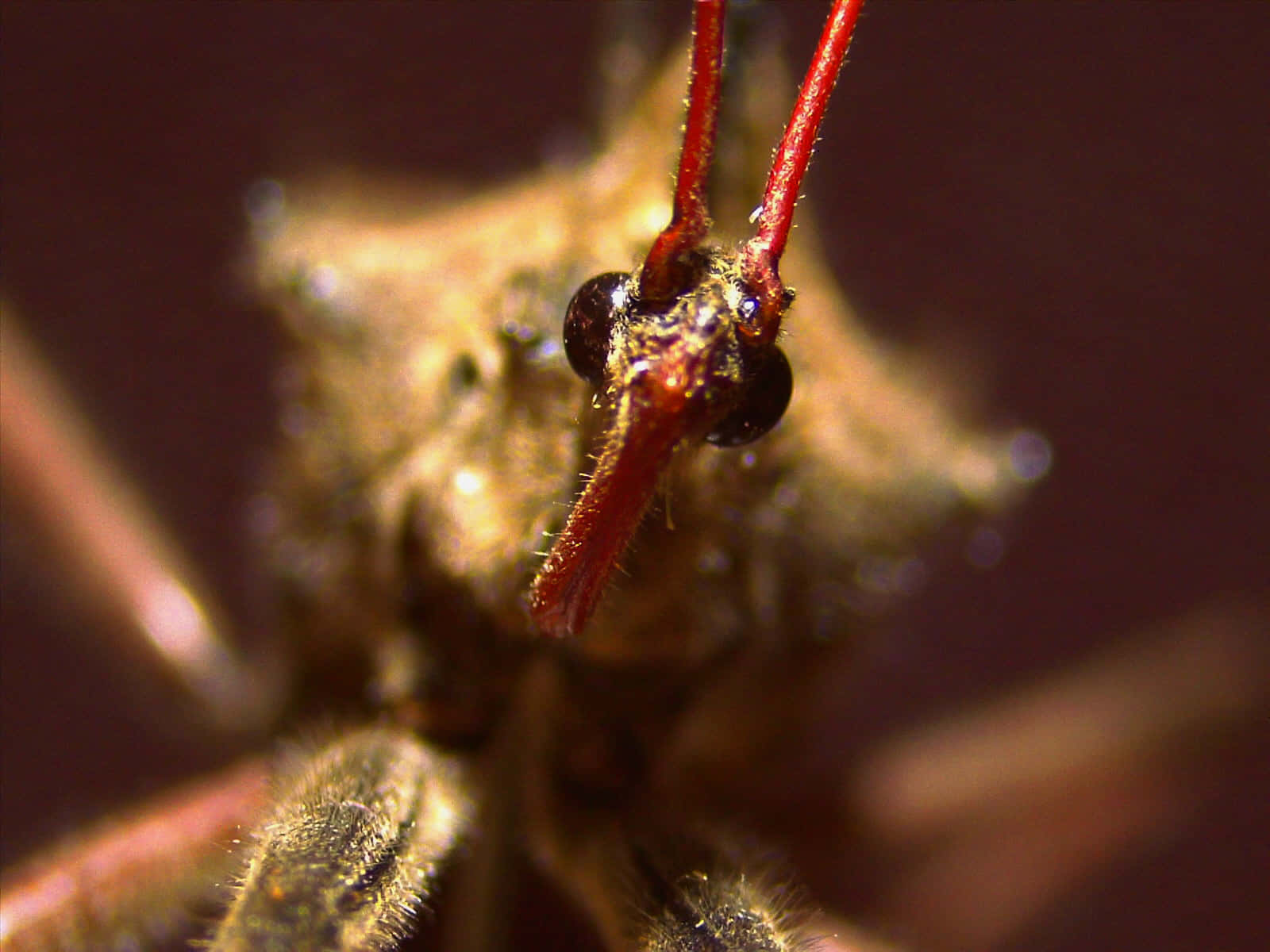 Close Up Wheel Bug Probing Antennae Wallpaper