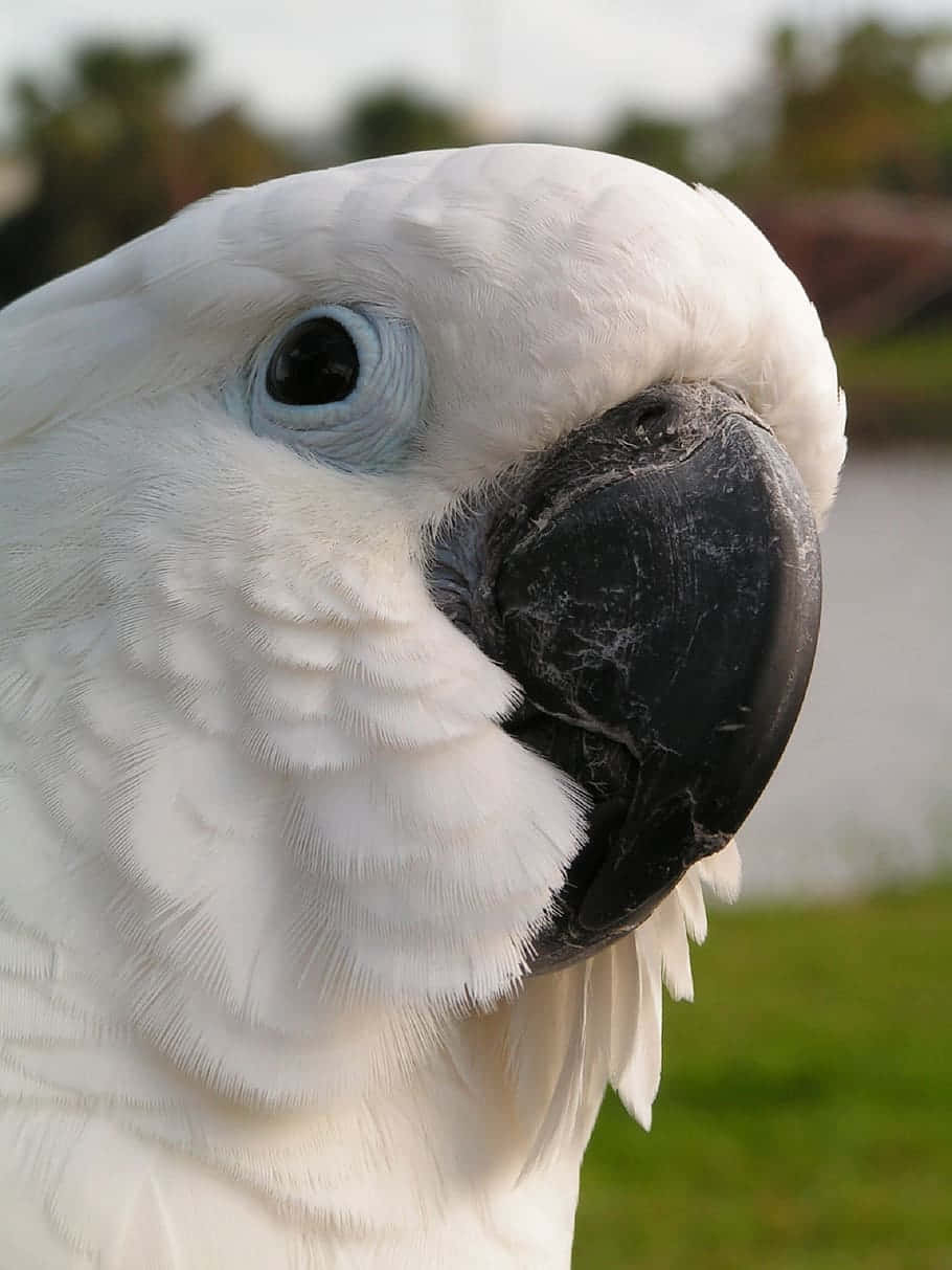 Close Up White Cockatoo Portrait Wallpaper