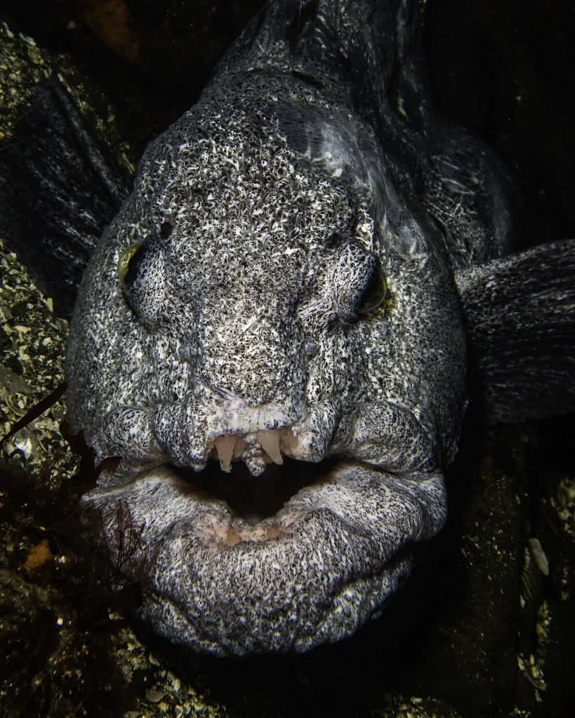 Close Up Wolf Eel Face Wallpaper