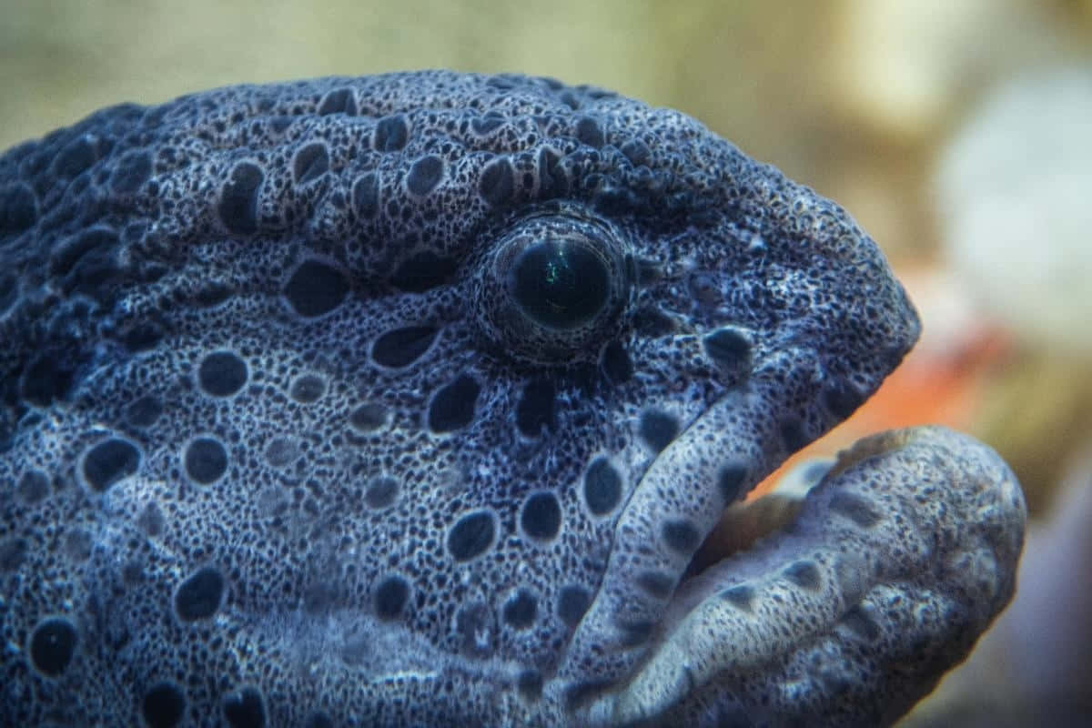 Close Up Wolf Eel Portrait Wallpaper