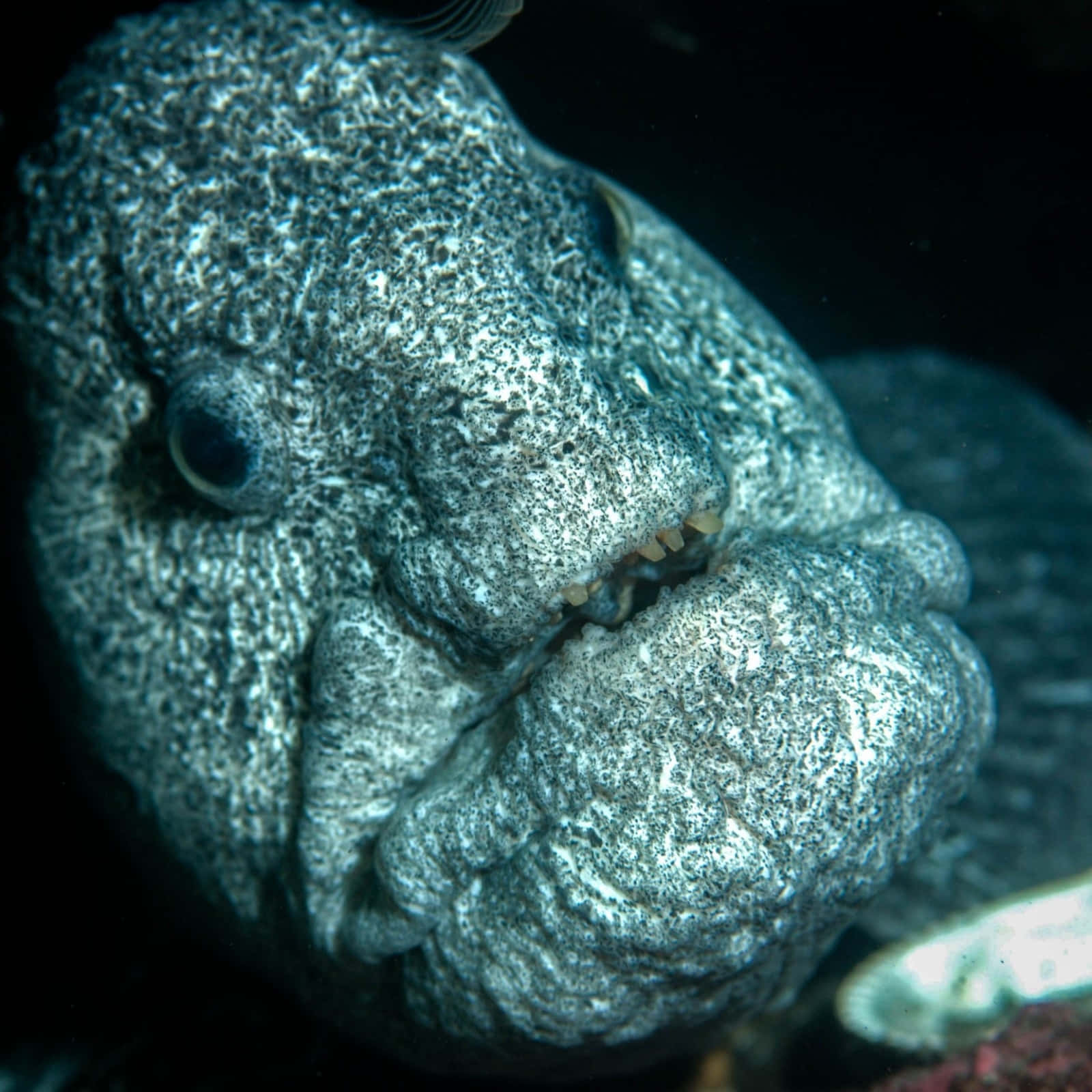 Close Up Wolf Eel Portrait Wallpaper