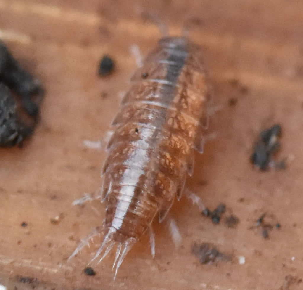 Close Up Woodlouse On Wood Wallpaper