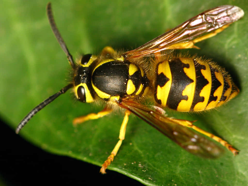 Close Up Yellowjacket On Leaf.jpg Wallpaper