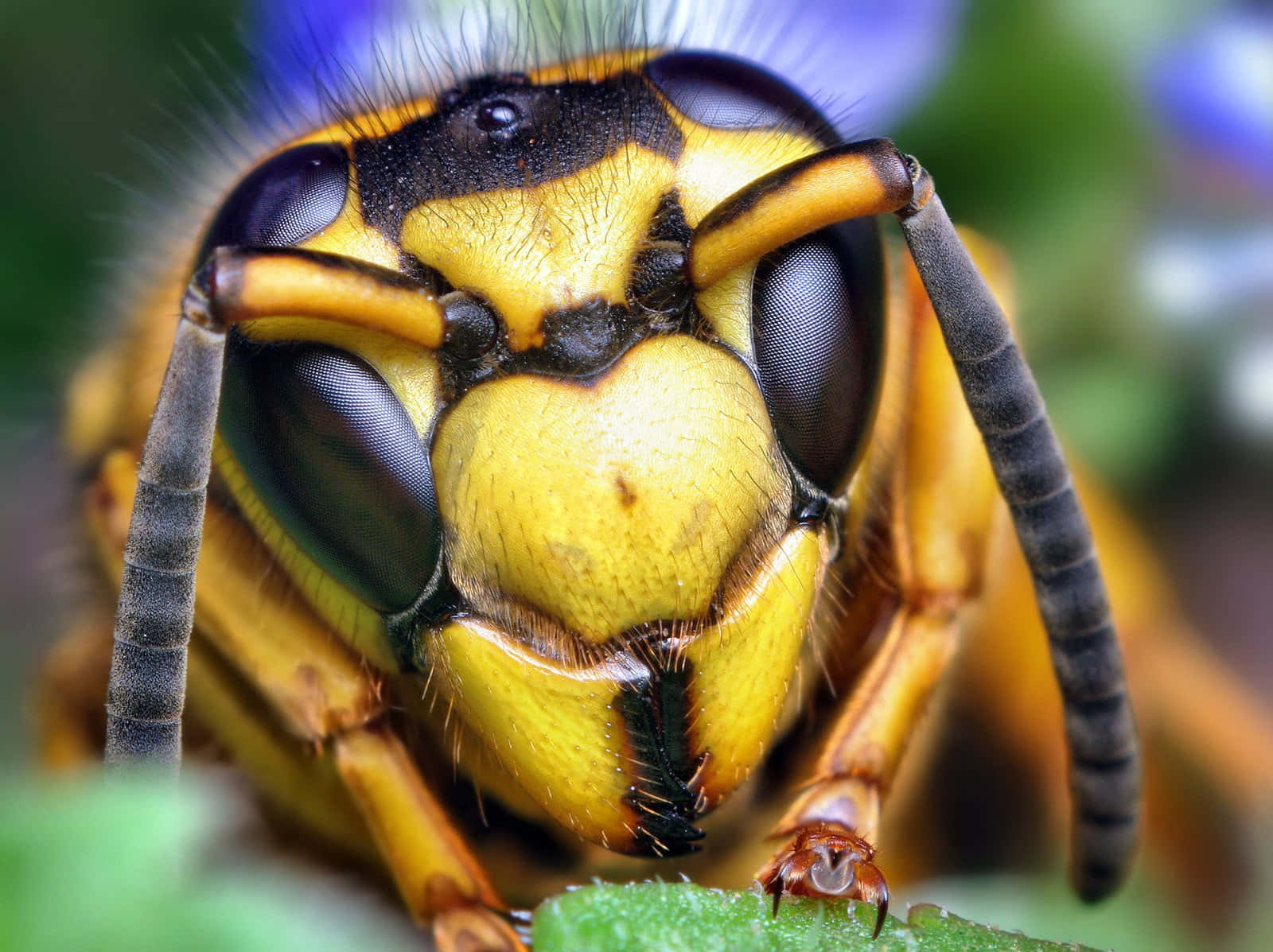 Close Up Yellowjacket Wasp Wallpaper