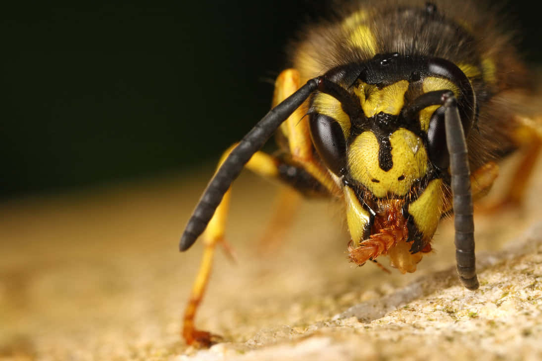 Close Up Yellowjacket Wasp Wallpaper