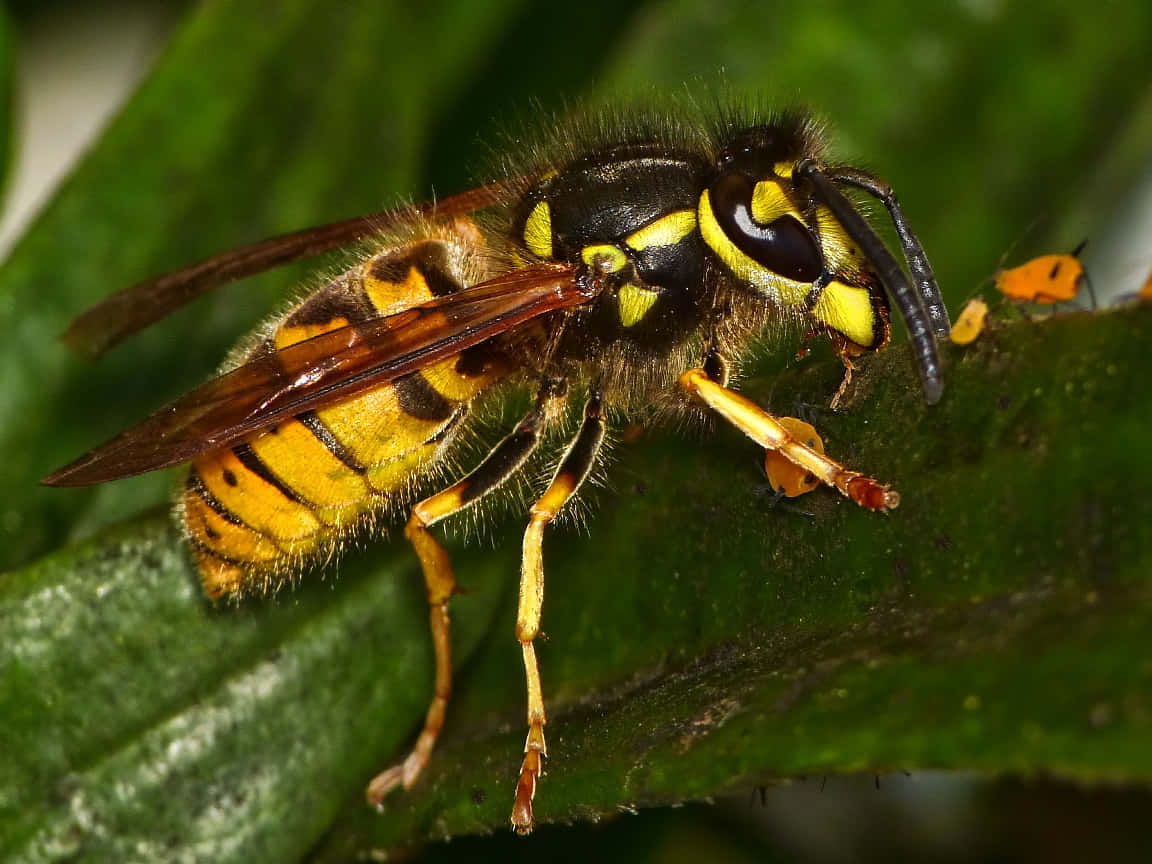 Close Up Yellowjacket Wasp Wallpaper