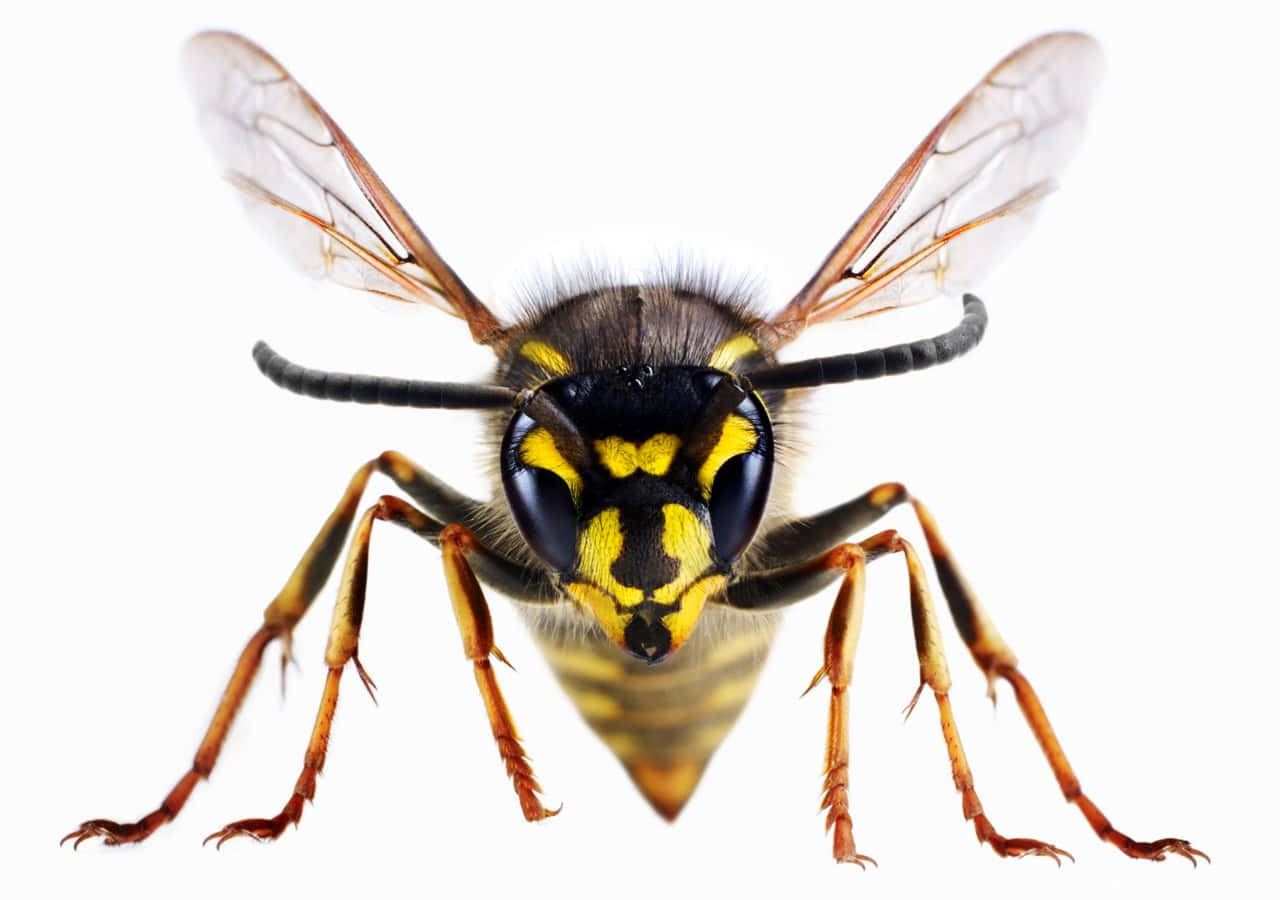 Close Up Yellowjacket Wasp Wallpaper