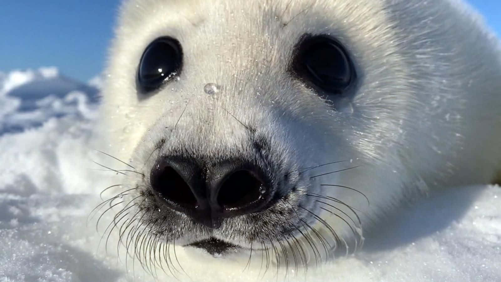 Close Up Young Harp Seal Wallpaper