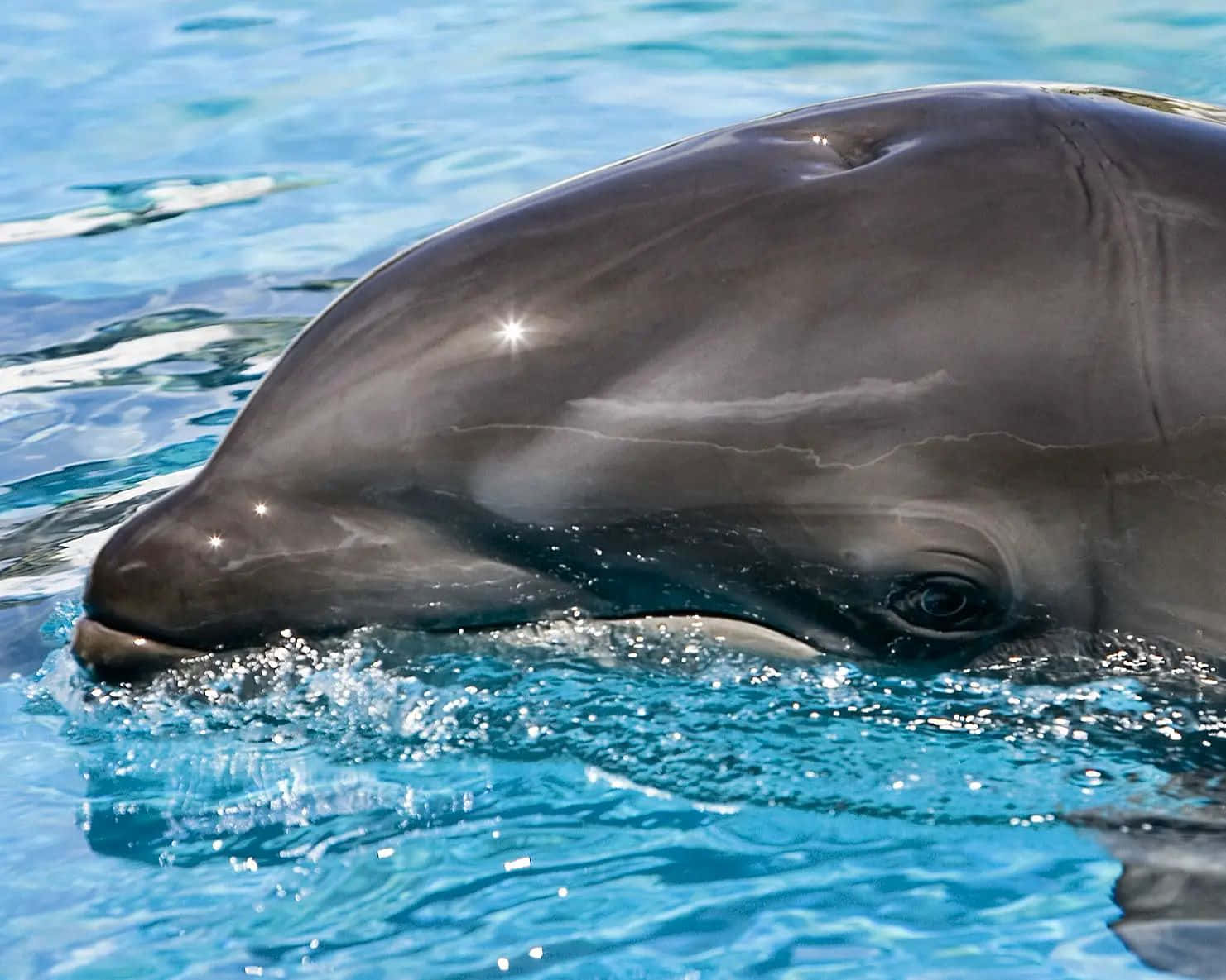 Close Upof False Killer Whale Wallpaper