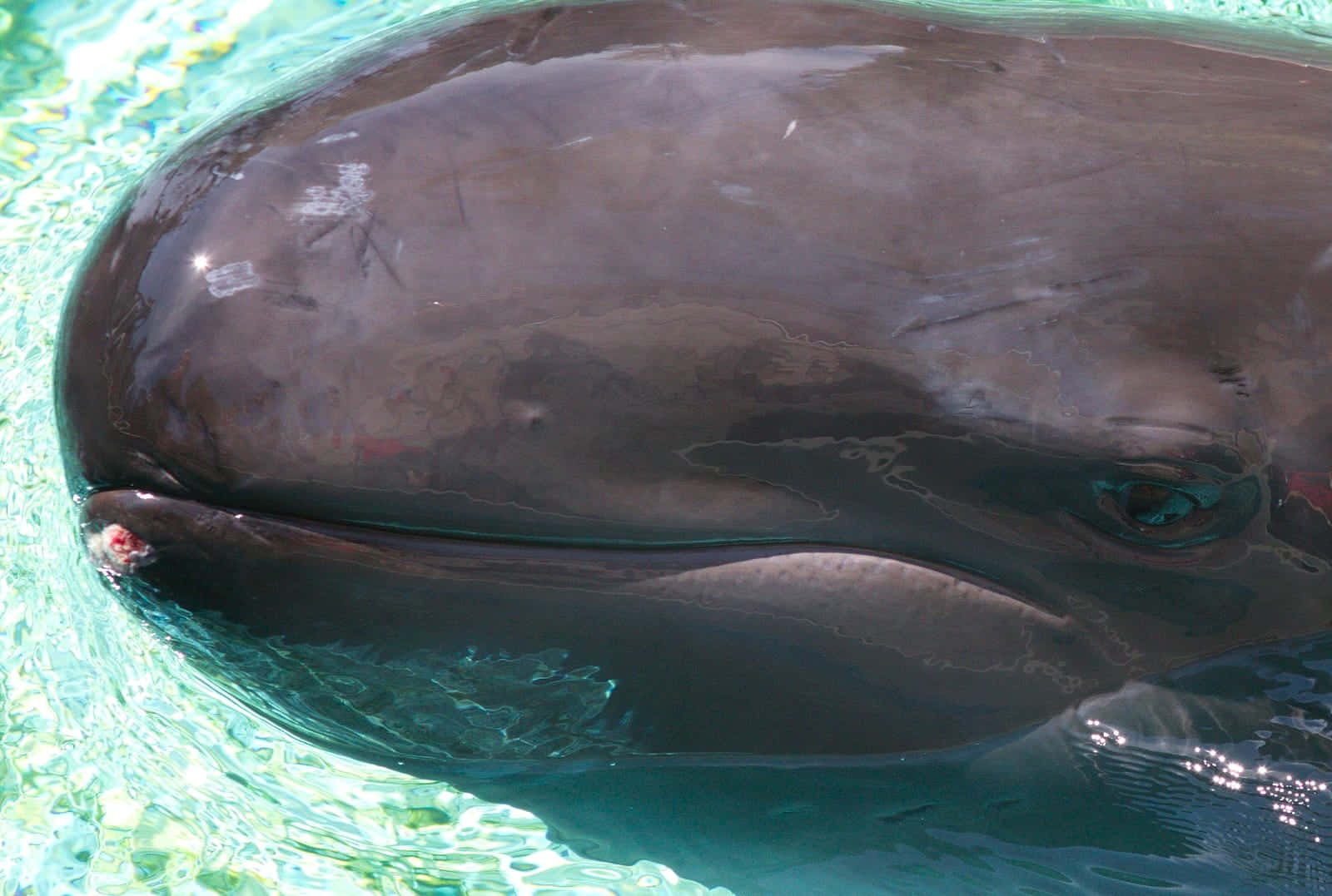 Close Upof False Killer Whale Wallpaper