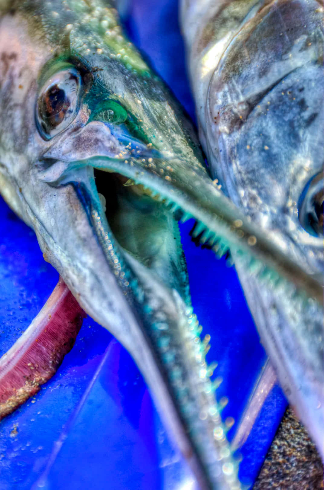 Close Upof Needlefish Mouthand Eyes Wallpaper