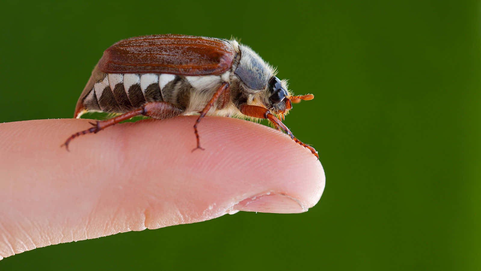 Close Upof Squash Bugon Finger Wallpaper