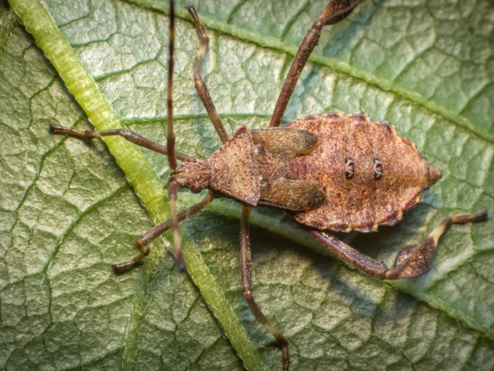 Close Upof Squash Bugon Leaf Wallpaper