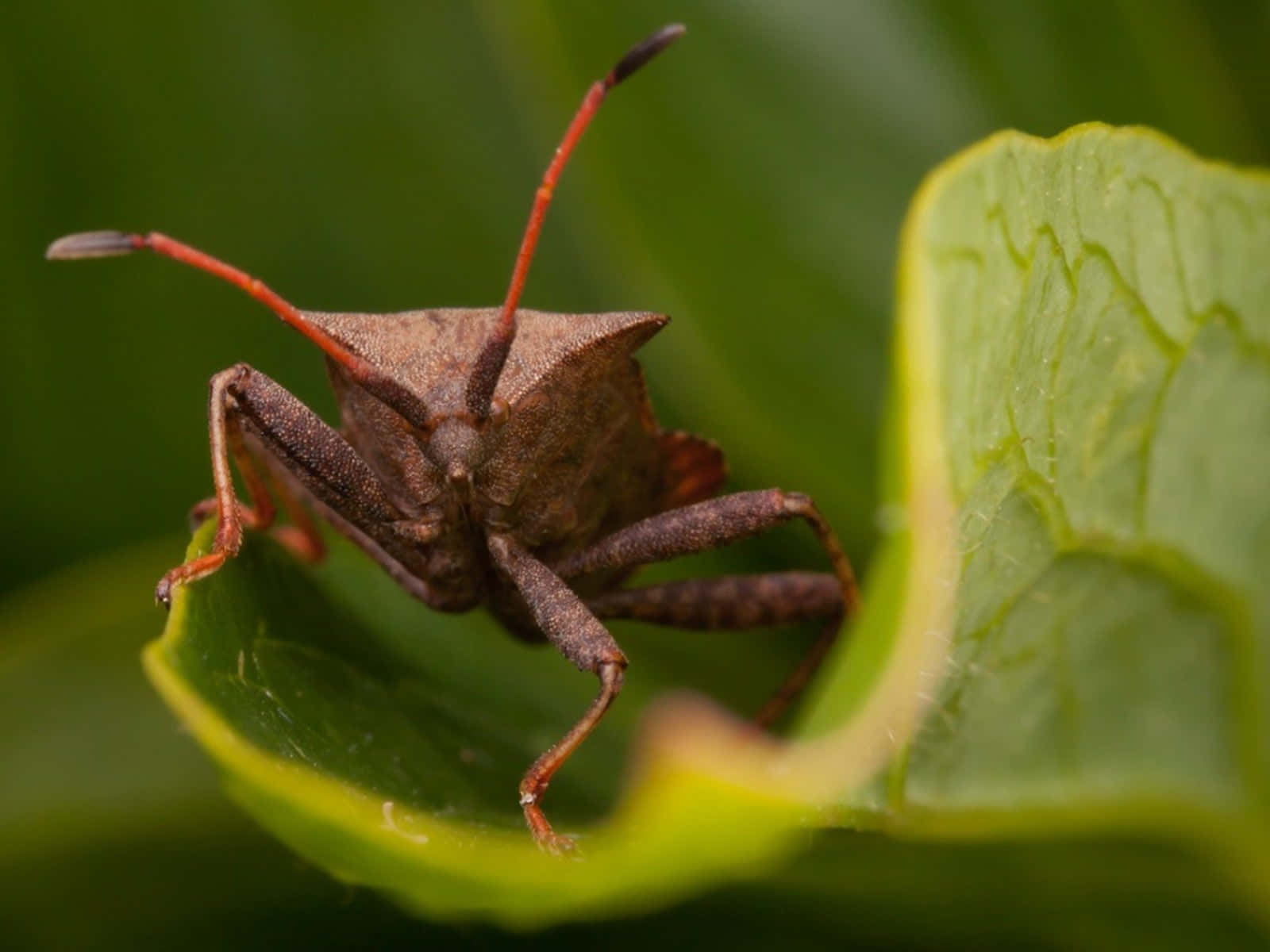 Close Upof Squash Bugon Leaf Wallpaper