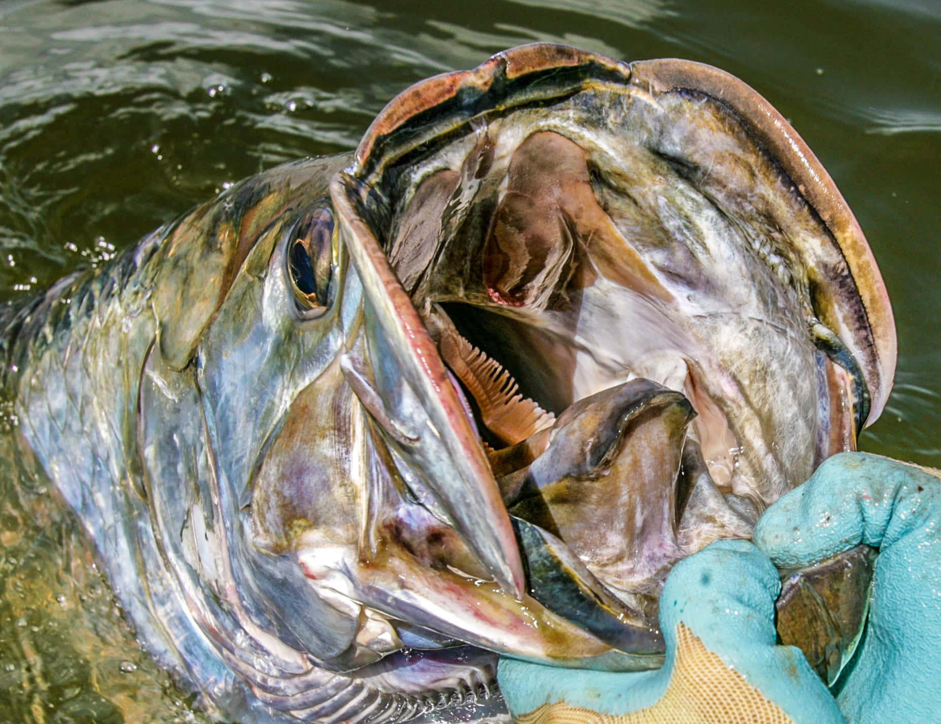 Close Upof Tarpon Mouth Wallpaper